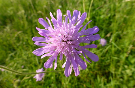 Wiesen-Witwenblume (Knautia arvensis) - © Philipp Sengl Wiesen-Witwenblume (Knautia arvensis) - © Philipp Sengl